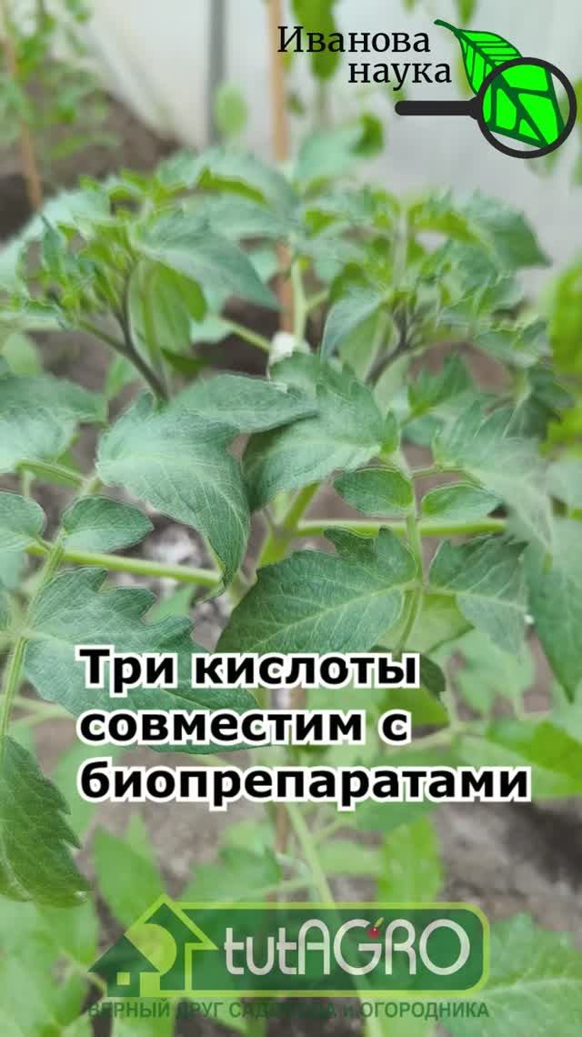 📖 Бор от А до Я: секрет сумасшедшего урожая. Когда и как обрабатывать огурцы и томаты бором 🔥