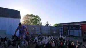 Сельчанка в Америке Я ИМ ВАРЮ РЫБУ А ОНИ ВСЕРАВНО КУШАЮТ ЯЙЦА