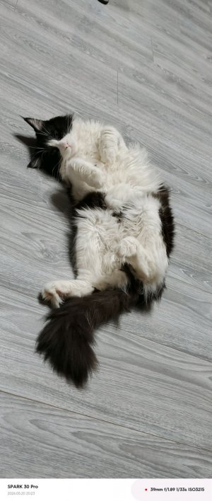 мои Кэт нэпы.