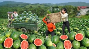 Фуонг и Нхат собрали полную тележку арбузов и везут продавать на местный рынок. Жизнь во Вьетнаме