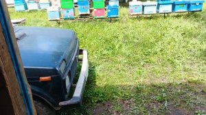 31.05.26. 16 маток в семье! Забираю майский мед!