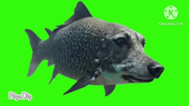 Брдыщ бежит футаж смотреть онлайн