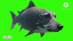 Брдыщ бежит футаж