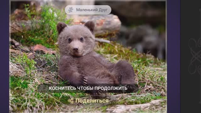 Собираем пазлы. Магия леса. Маленький друг.