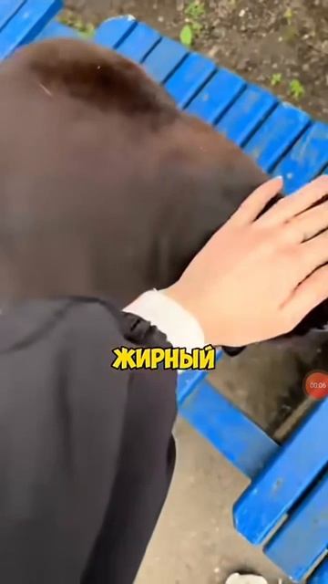 ❤❤❤ Бедьни киска. | Shorts Ivanix_MC