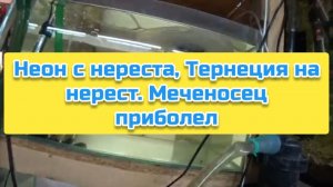 Неон с нереста, Тернеция на нерест. Меченосец приболел