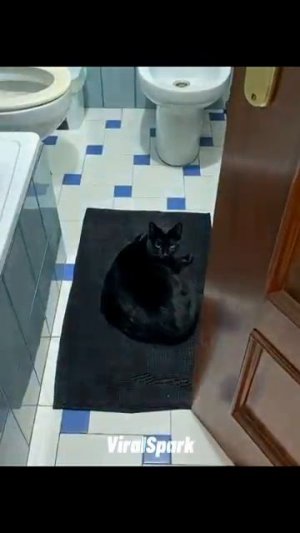 Cats in camouflage