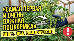 ТОМАТЫ сразу пойдут в завязь! Первая подкормка.