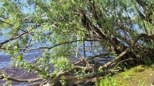 На реке, вода говорят притягивает