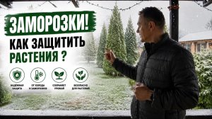 Заморозки как защитить растения