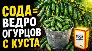 🥒Как получить ведро огурцов с каждого куста, используя обычную соду