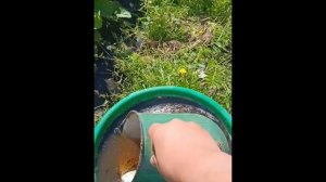 Как прикармливать клубнику.