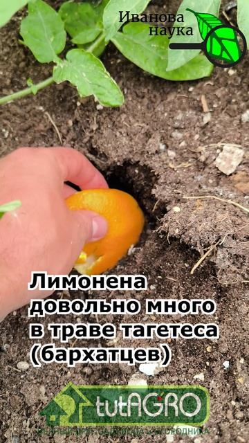 Апельсин от медведки 2026