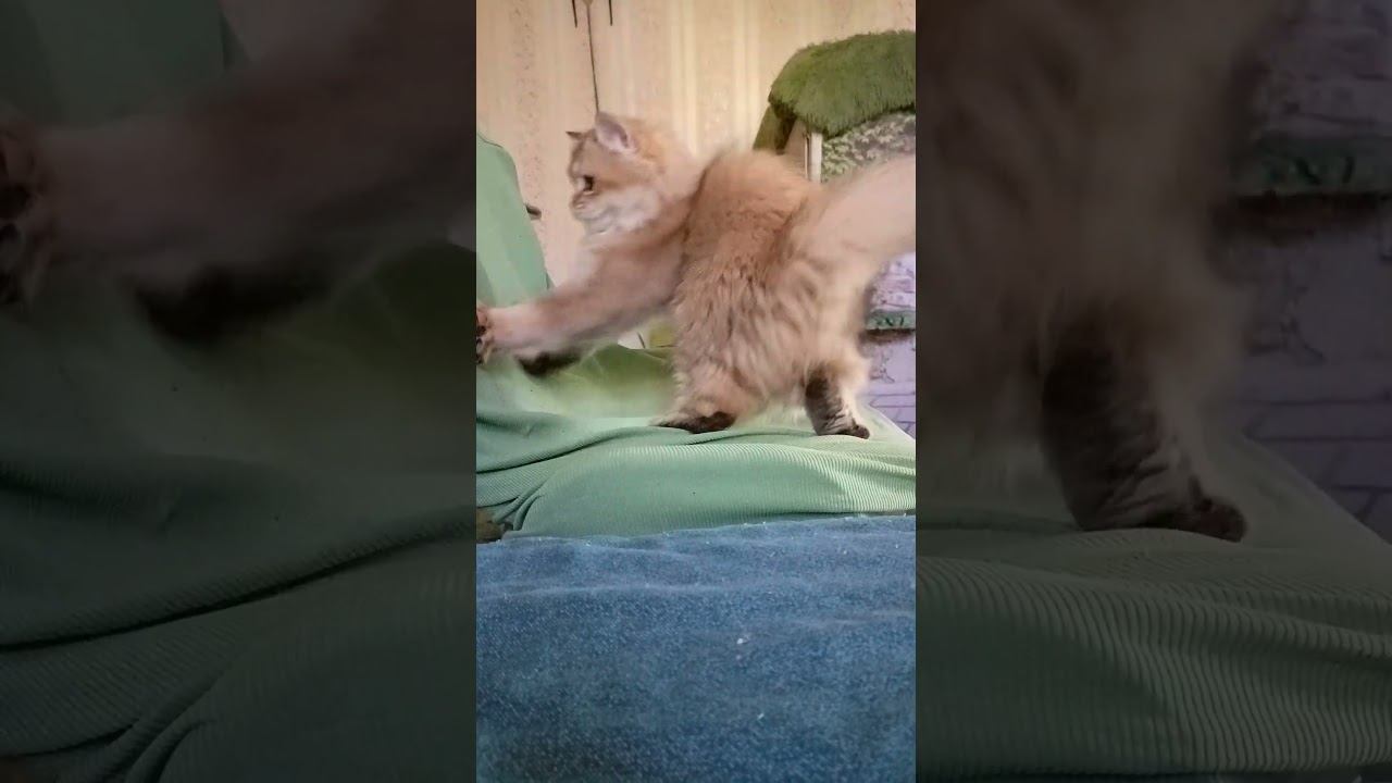 Когда скучно, а игрушек нет