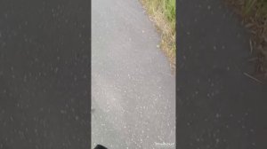 пятая школа