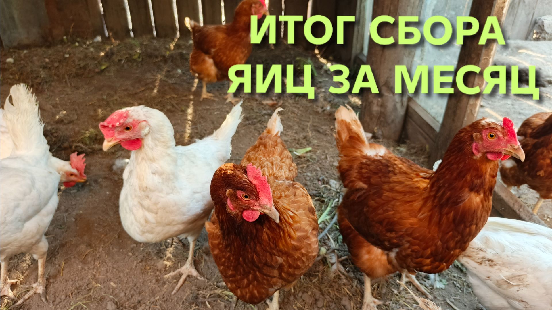Куры-несушки Итоги сбора яиц за май с 11 кур
