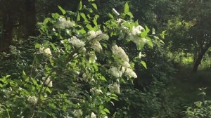 Белая сирень