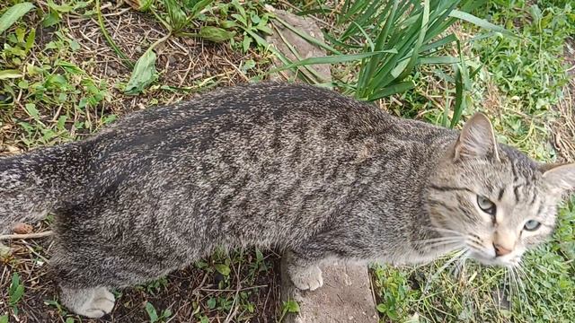 Коты😻 смотреть онлайн