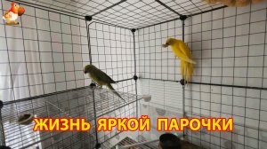 Жёлтый и Зелёный - сериал о жизни двух кольчатых ожереловых попугаев 🦜🦜 (3)