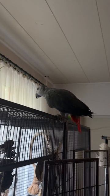 01-06-2026. Попугай 🦜 Жако. Прилетел на кухню покушать…😁 смотреть онлайн