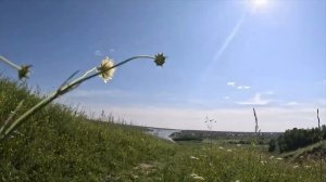 243. Поэзия через века. Набоков В. В. «Овца» - читает Ольга Голикова