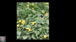 Прогулочка в парке 🌿 (Читай описание)