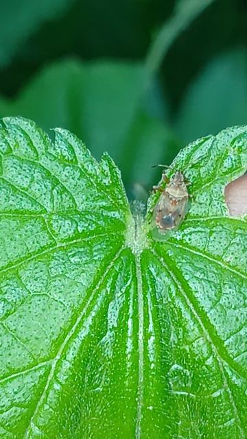 Берёзовый сережковый клоп или наземник берёзовый (Kleidocerys resedae) смотреть онлайн