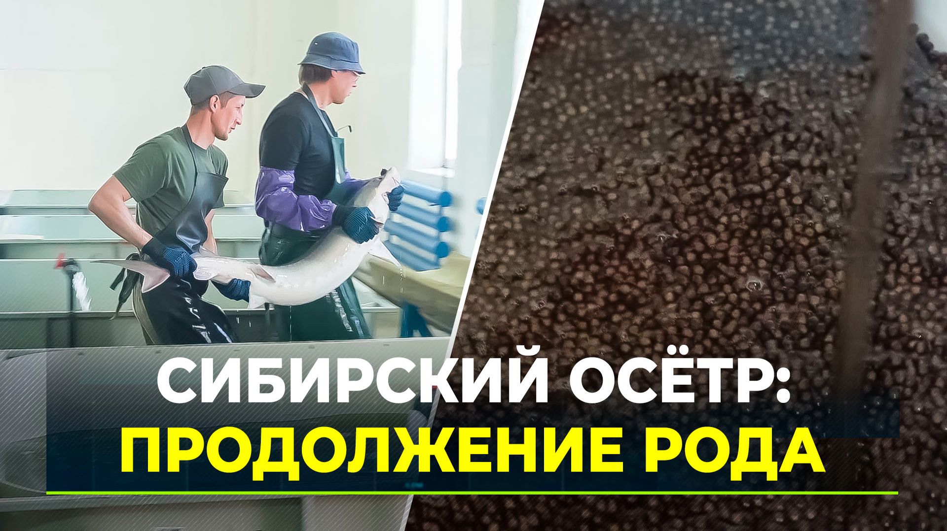 Как восстанавливают популяцию краснокнижной рыбы в Обь-Иртышском бассейне