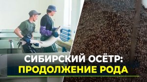Как восстанавливают популяцию краснокнижной рыбы в Обь-Иртышском бассейне