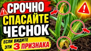Почему желтеют листья чеснока,  что делать чем ПОДКОРМИТЬ и ОБРАБОТАТЬ от пожелтения