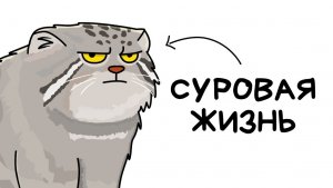 Ты — манул (и это вся твоя жизнь)