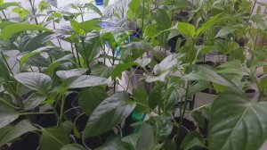 ВЛОГ🌿 Май 2026г🌿Огородные дела