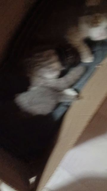 3 кота смотреть онлайн