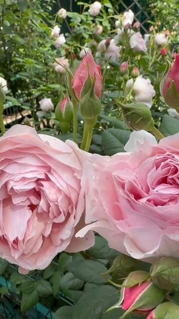 Эншент Маринер🌸 остинка✨ смотреть онлайн