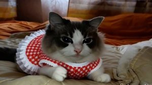 сабачка