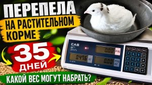 Какой вес могут набрать перепела за 35 дней на чисто растительном корме?