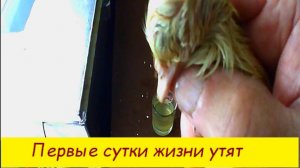 Первые сутки жизни  утят