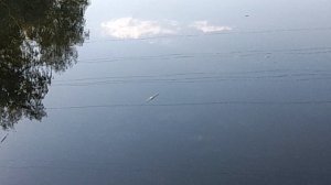 рыбачёк с другом и падругой