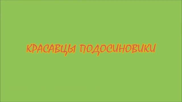 КРАСАВЦЫ ПОДОСИНОВИКИ смотреть онлайн