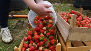 Урожай клубники собирают фермеры Армении