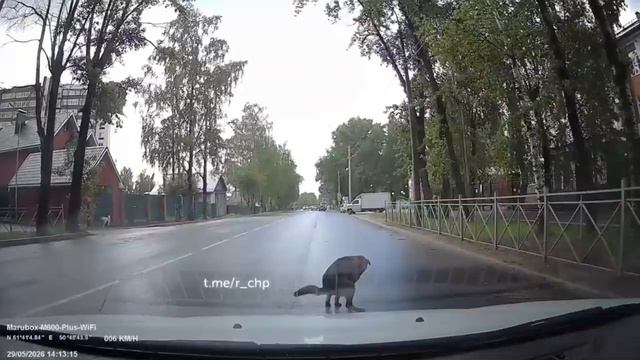 Настоящий подонок из Сыктывкара.