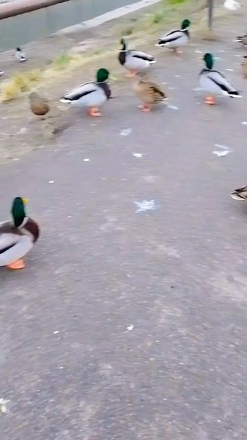 Уточки проголодались, вышли на дорогу.