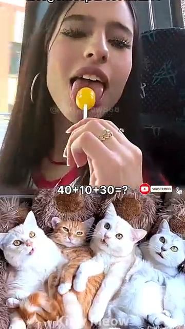 Cat Funny Quran Nasr [get.gt]