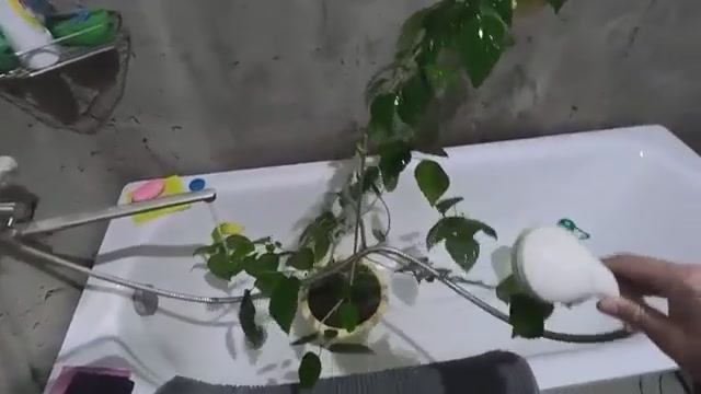 Жизнь вне орхидей -  вот и КУПАЕМСЯ в доме на Юге ： намарафетил всех КРАСОТОК