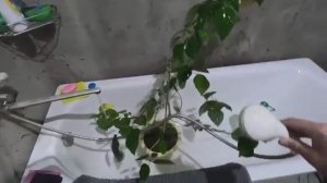 Жизнь вне орхидей -  вот и КУПАЕМСЯ в доме на Юге ： намарафетил всех КРАСОТОК