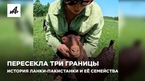 Пересекла три границы. История Ланки-пакистанки и её семейства