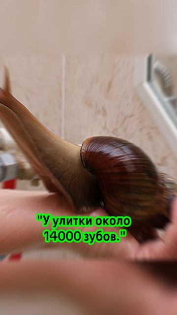 О животных