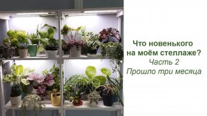 Продолжаю украшать стеллаж. Часть 2. Прошло три месяца