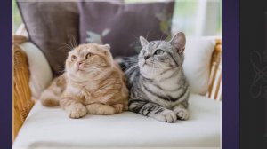Собираем пазлы. Лучшие друзья #Кошки