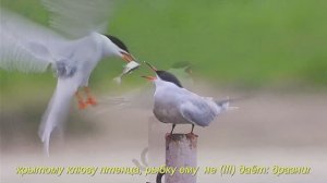 2025/5/10: Взрослый птенец крачки просит поесть. Мамка на лету подносит рыбку к его рту, но не даёт